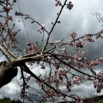 Višňa chĺpkatá (Prunus subhirtella) ´AUTUMNALIS ROSEA´ - výška: 200-250 cm, obvod kmeňa: 6/8 cm, kont. C15L